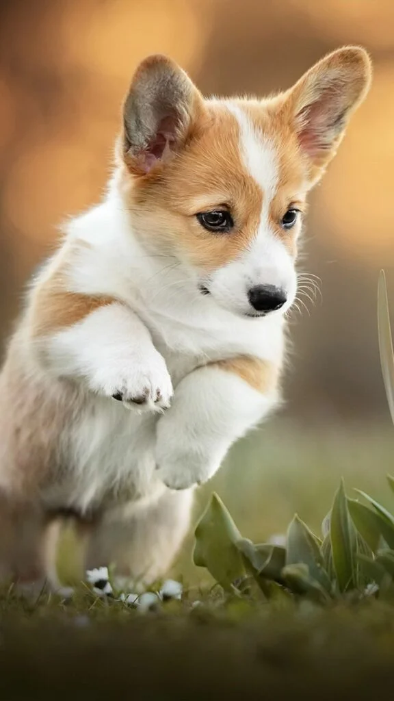 Hình nền chú Corgi dễ thương (2)