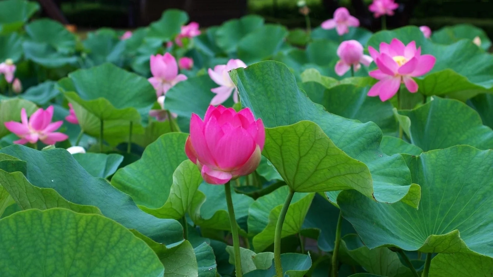 Tải hình nền hoa sen đẹp