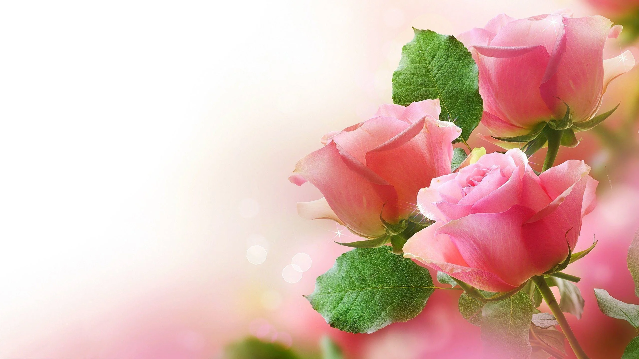 Hình nền hoa hồng cực đẹp