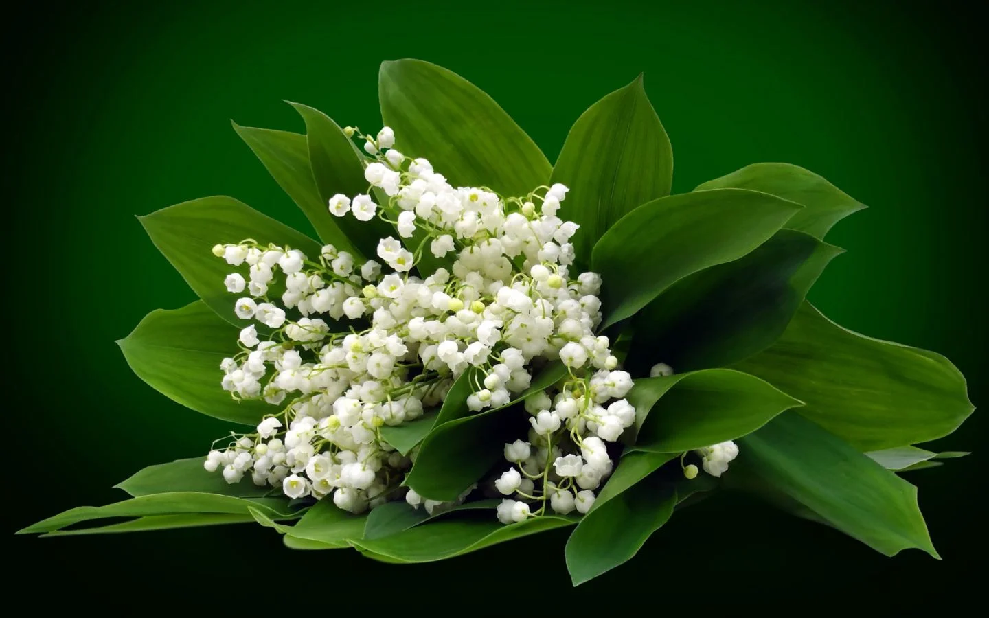 Chùm linh lan trắng lá xanh