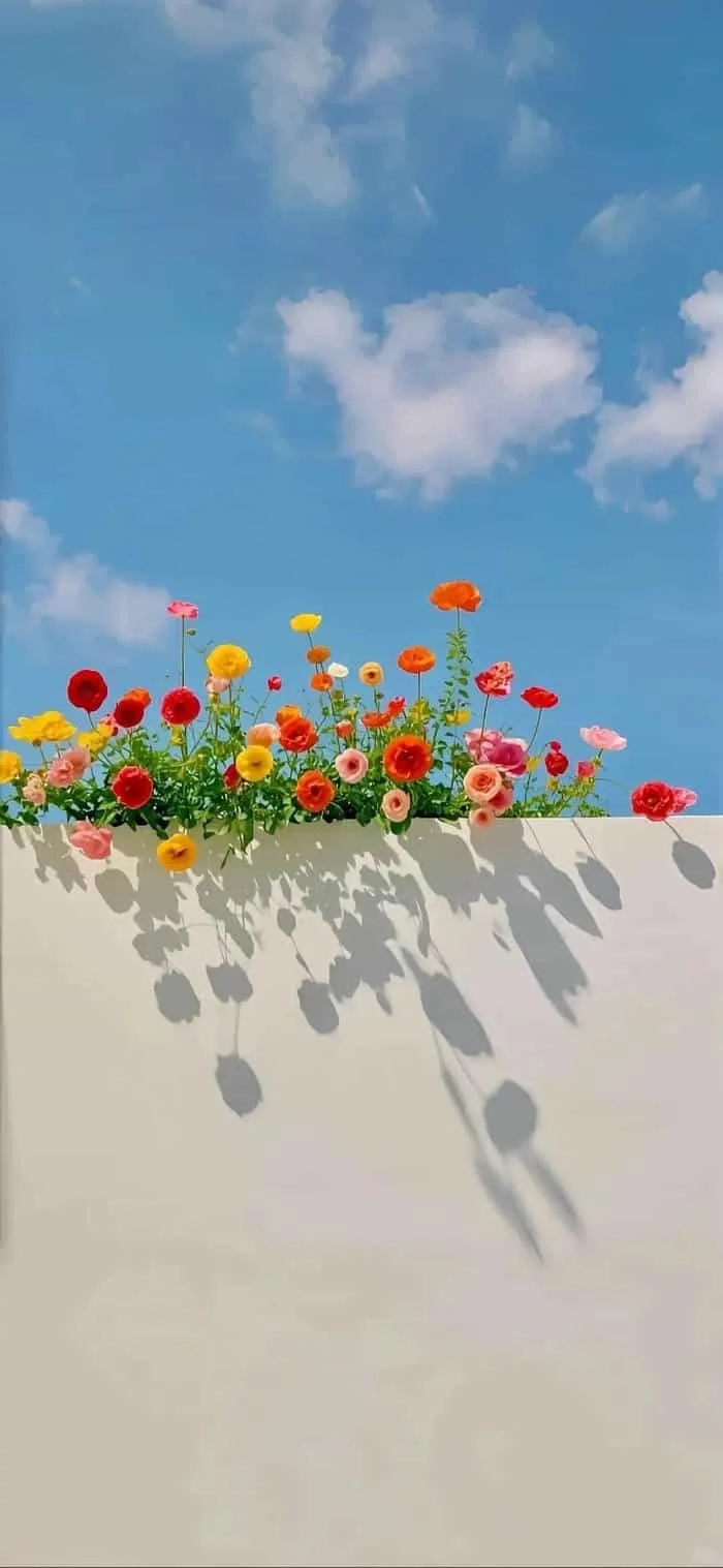 hình nền hoa wallpaper hd