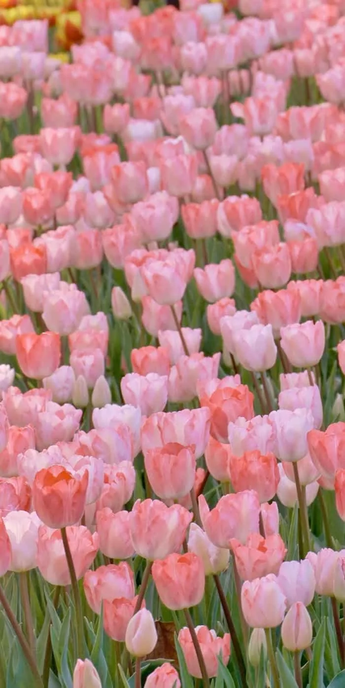 hình nền điện thoại hoa tulip