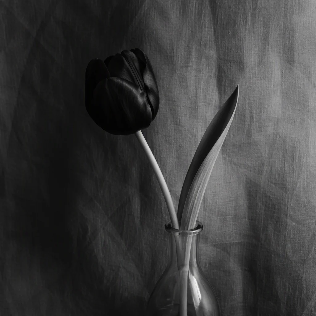 Bộ ảnh vẽ hoa tulip, tấm 16