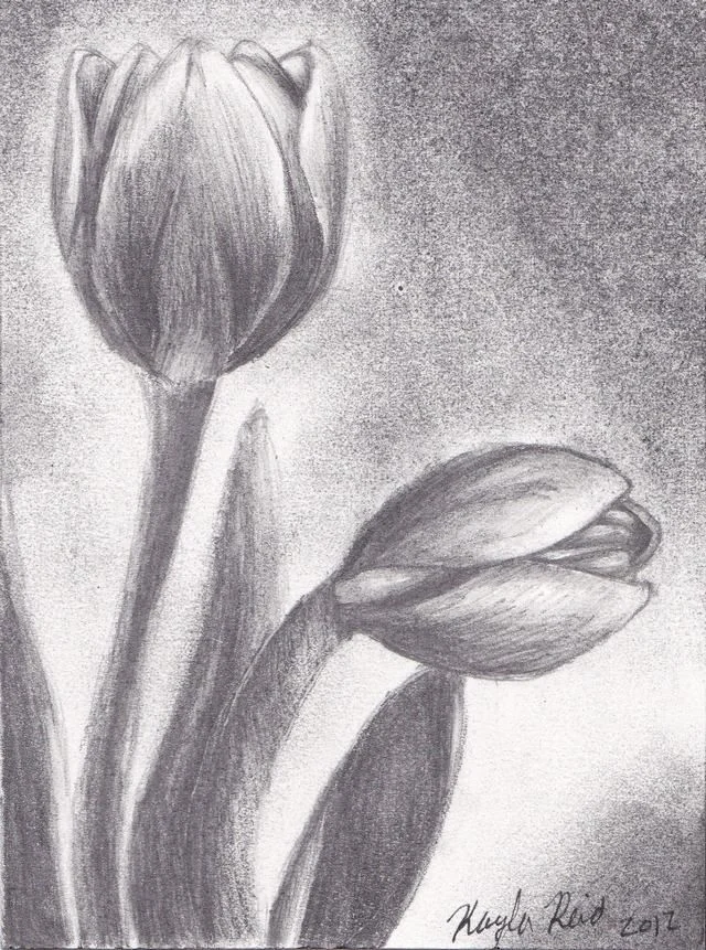 Vẽ hoa tulip bằng bút chì - tranh sketch hai bông tulip trắng đen với kỹ thuật đổ bóng chuyên nghiệp