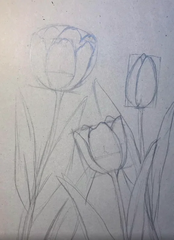 Vẽ hoa tulip bằng bút chì với ba bông hoa và những chiếc lá trên giấy