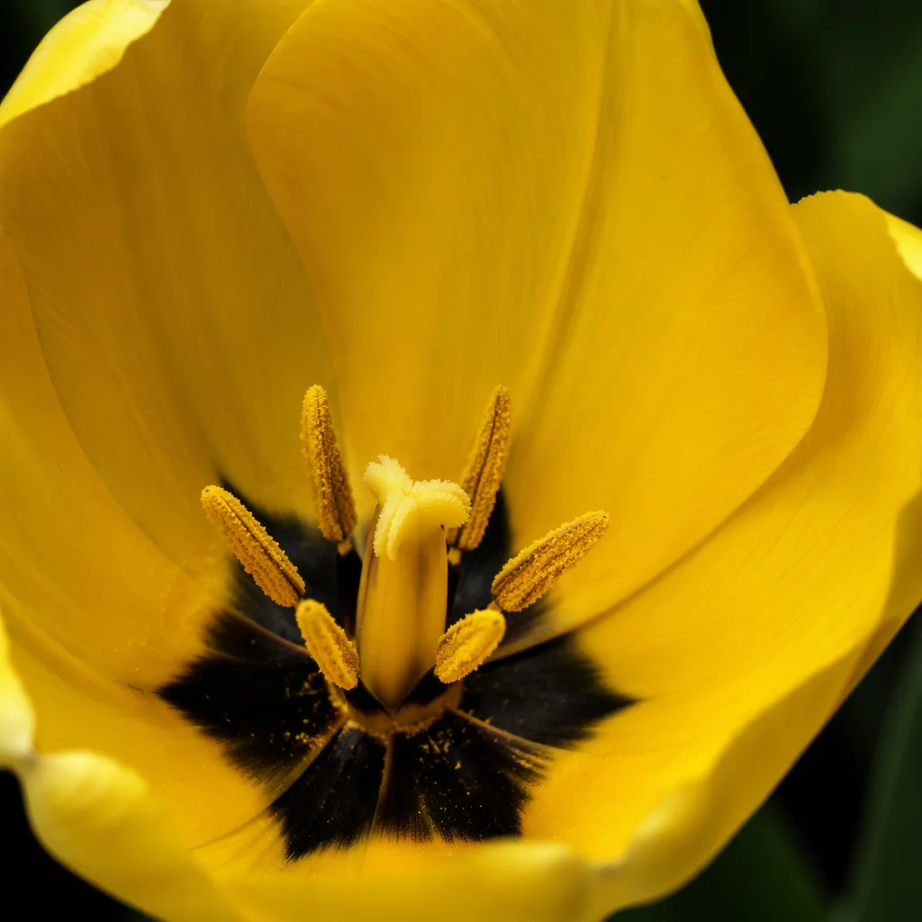 vẽ hoa tulip: gợi ý số 14