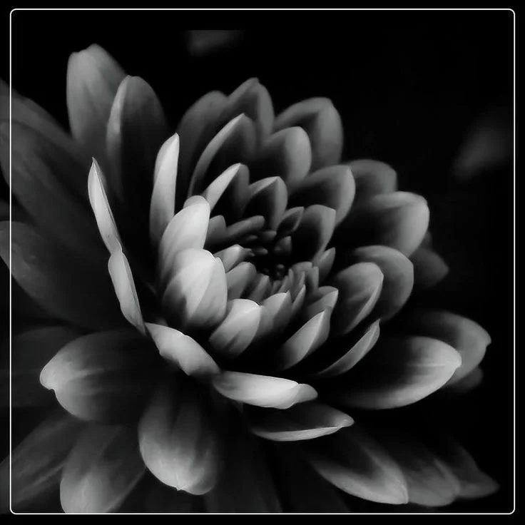 Black and white dahlia | Black and white flower art, Black and white flower photography, A
