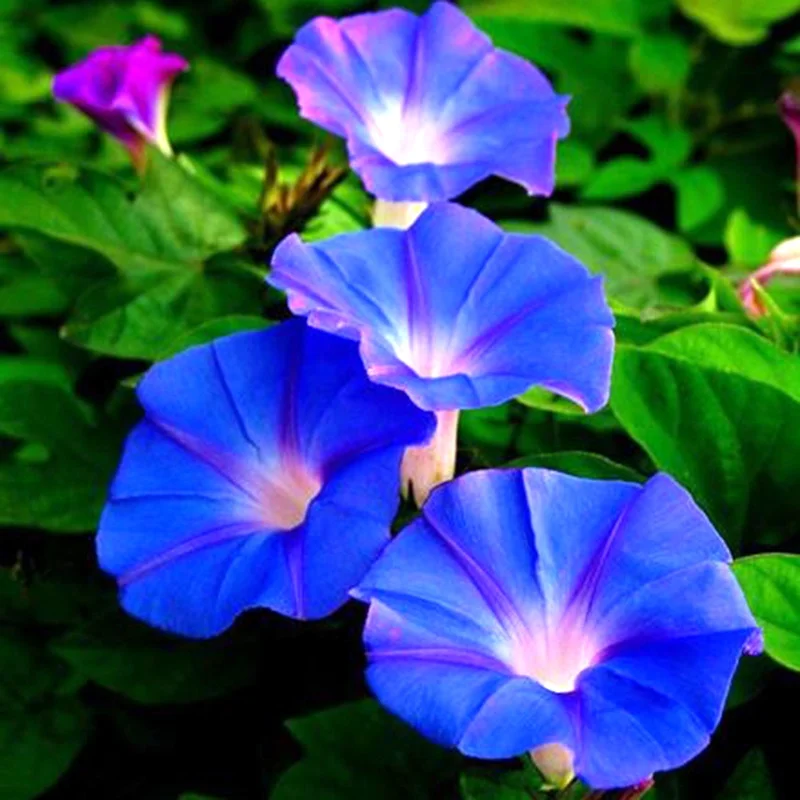 Hạt Giống Hoa Bìm Bìm Xanh】loài hoa dây leo màu sắc đẹp (2)
