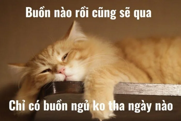 Meme mèo ôm gối chúc ngủ ngon