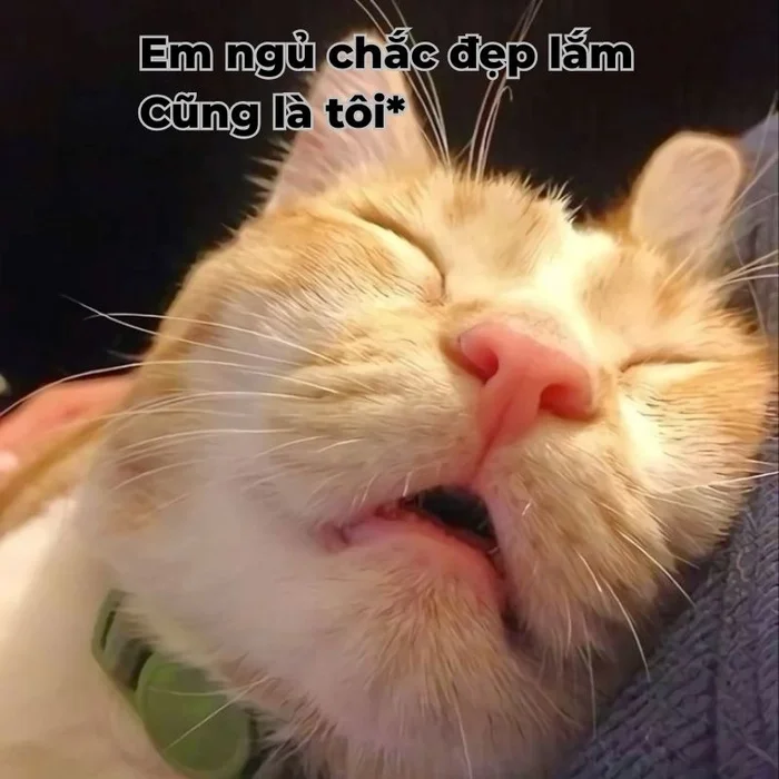 Meme mèo chúc ngủ ngon