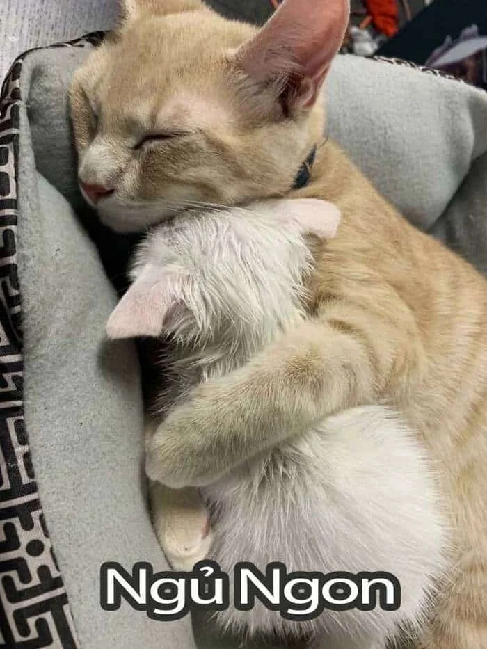 Meme mèo tạm biệt chúc ngủ ngon