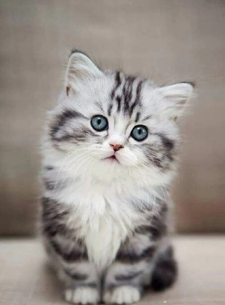 hinh anh meo cute 18