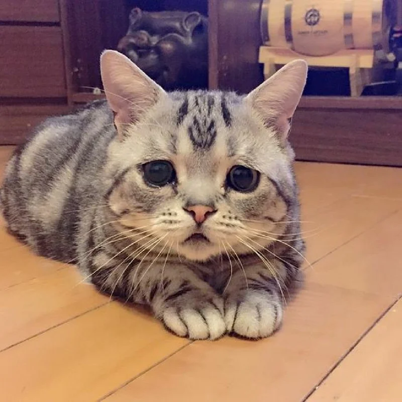 hinh anh meo cute 22