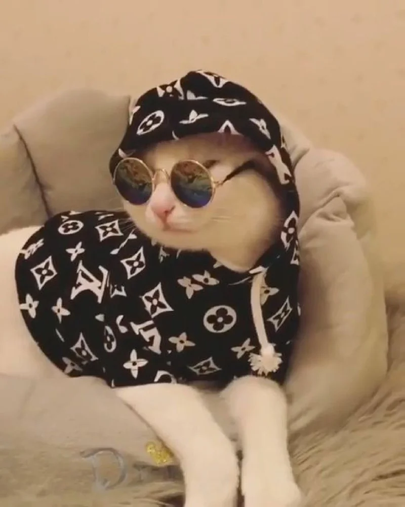 hinh anh meo cute 8