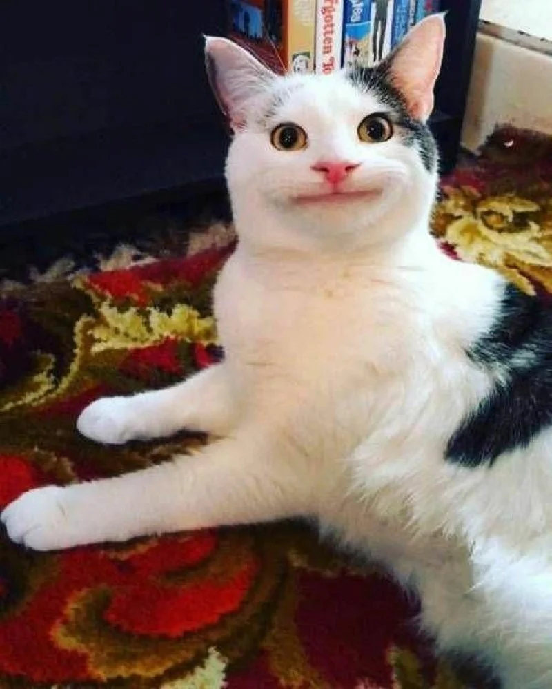 hinh anh meo cute 20