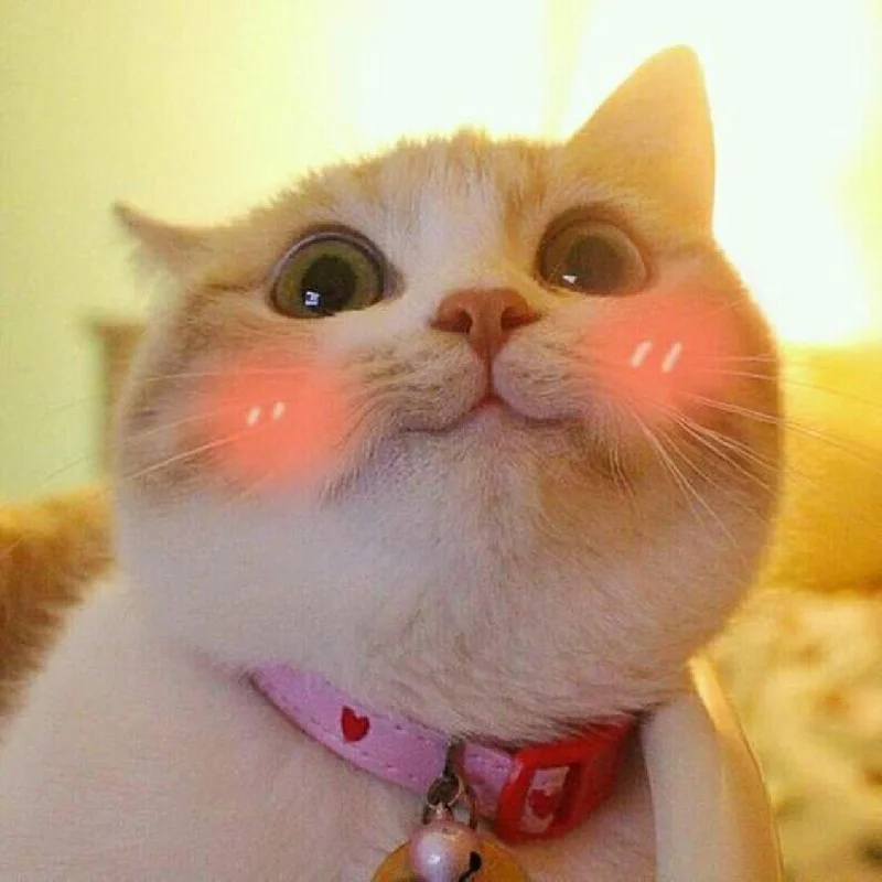 hinh anh meo cute 7