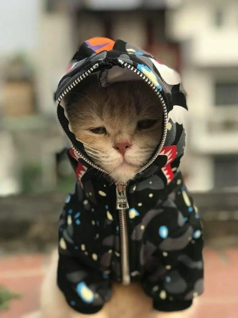 hinh anh meo cute 21