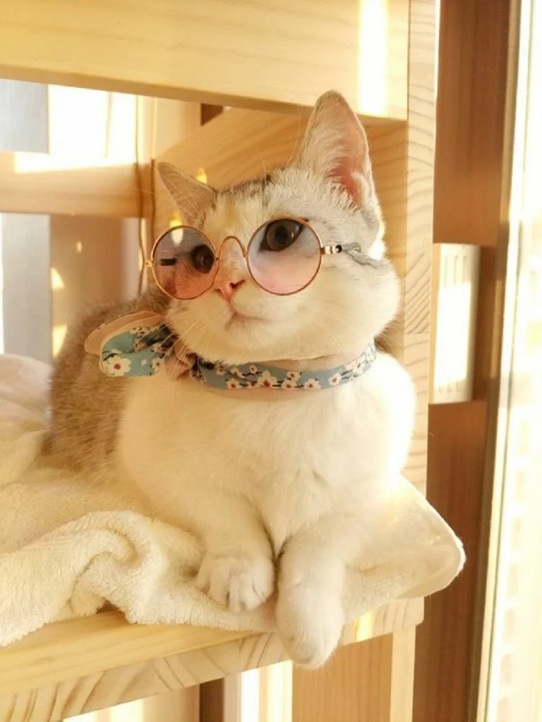 hinh anh meo cute 24