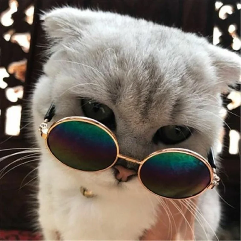 hinh anh meo cute 17