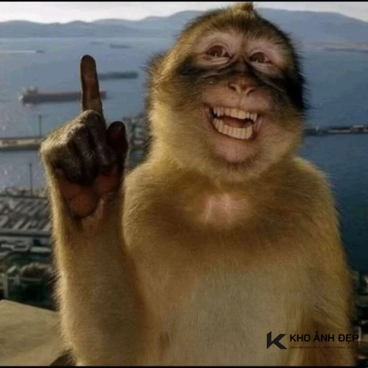 Meme con khỉ cười tươi giơ ngón tay trỏ lên đầy hài hước