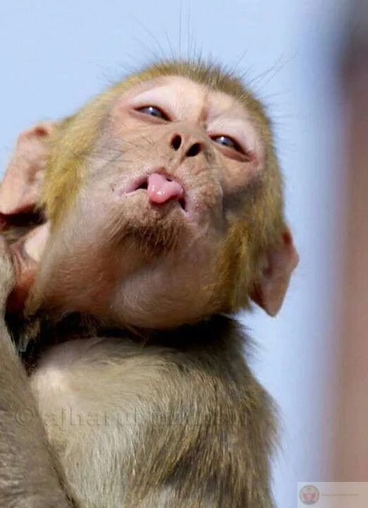 Meme con khỉ đang lè lưỡi với biểu cảm hài hước