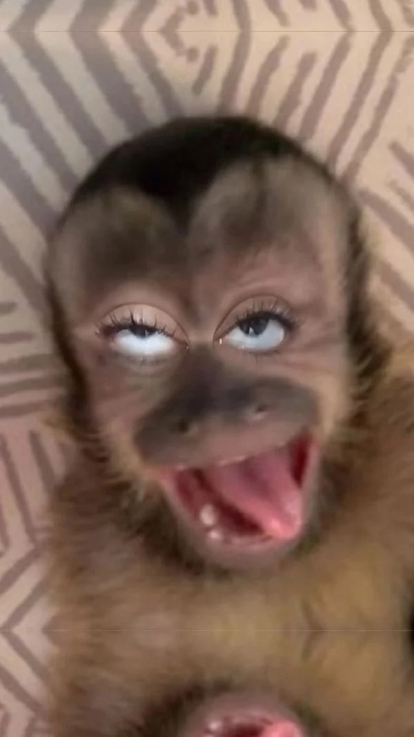 meme con khỉ hài hước với biểu cảm trợn mắt kỳ lạ