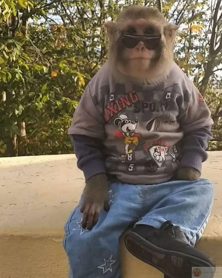 Meme con khỉ mặc quần áo phong cách cực ngầu
