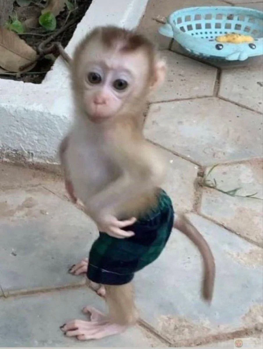 Chú khỉ con mặc quần meme đáng yêu