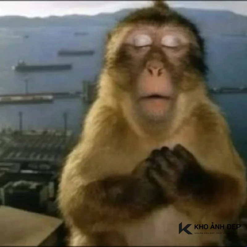 Meme con khỉ với biểu cảm hài hước đang nhắm mắt thư giãn