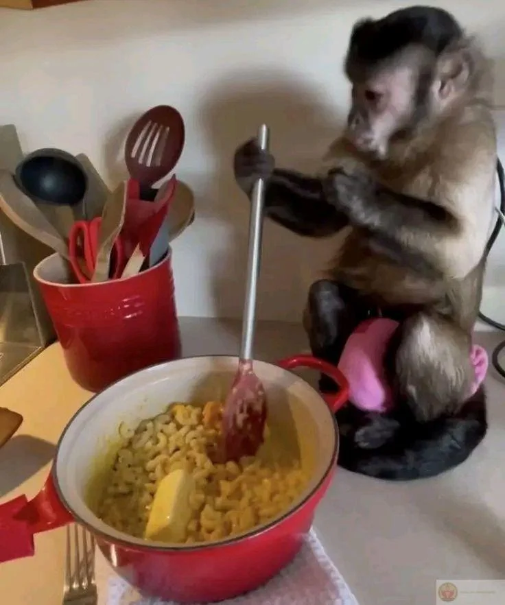 Meme con khỉ đang ngồi trong bếp tự tay nấu ăn vô cùng đáng yêu.