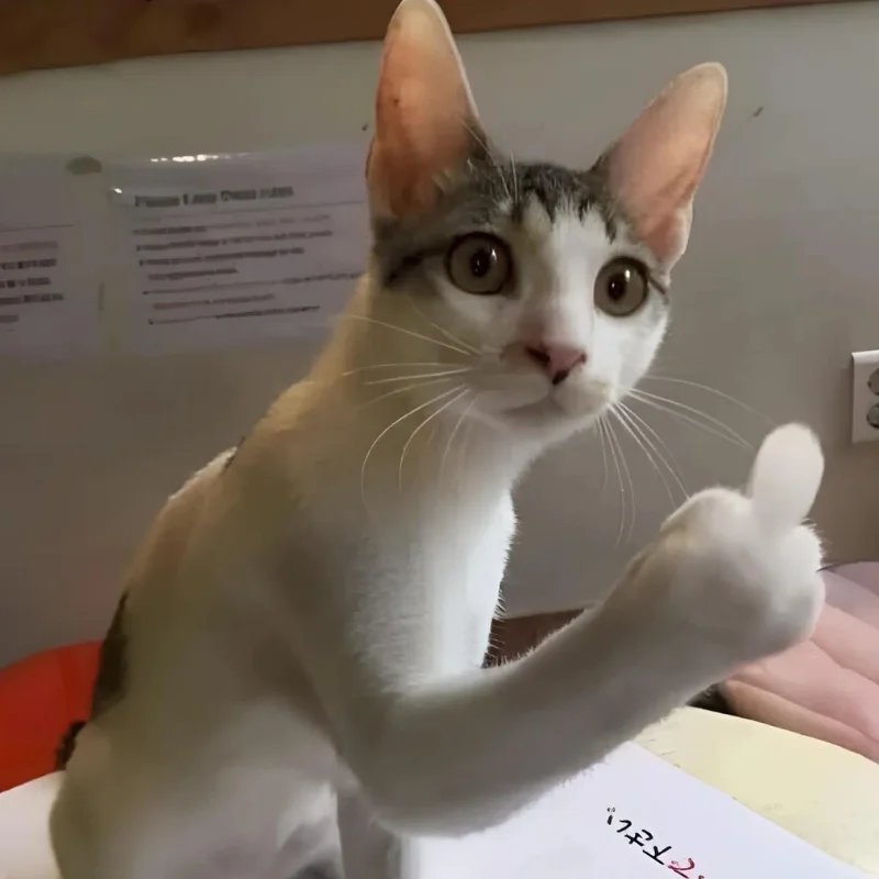 tải Ảnh meme mèo cười chỉ tay mới nhất