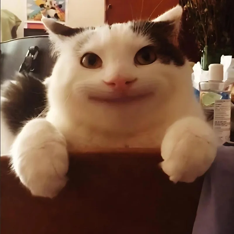 ảnh Meme mèo cười nhếch mép giả trân