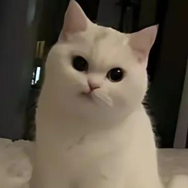 tải Meme mèo cười nhếch mép giả trân