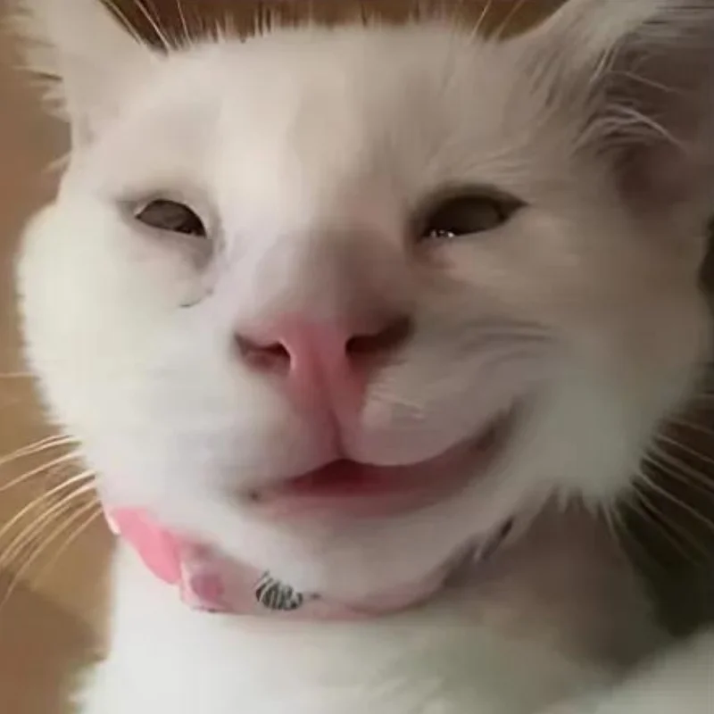 ảnh Meme mèo cười nhếch mép đểu giả