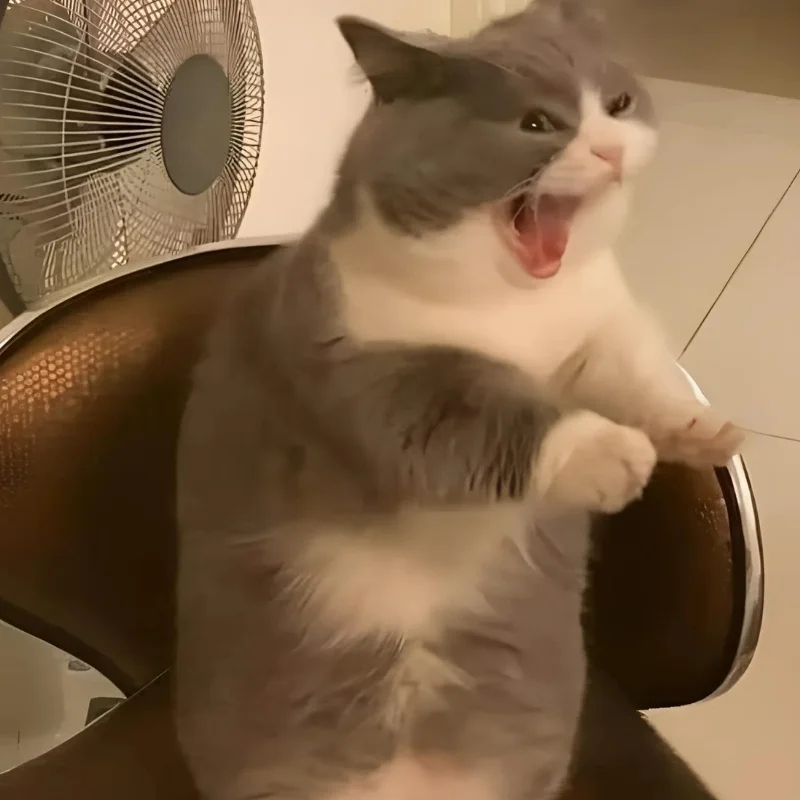 ảnh Meme mèo cười nhe răng mới nhất