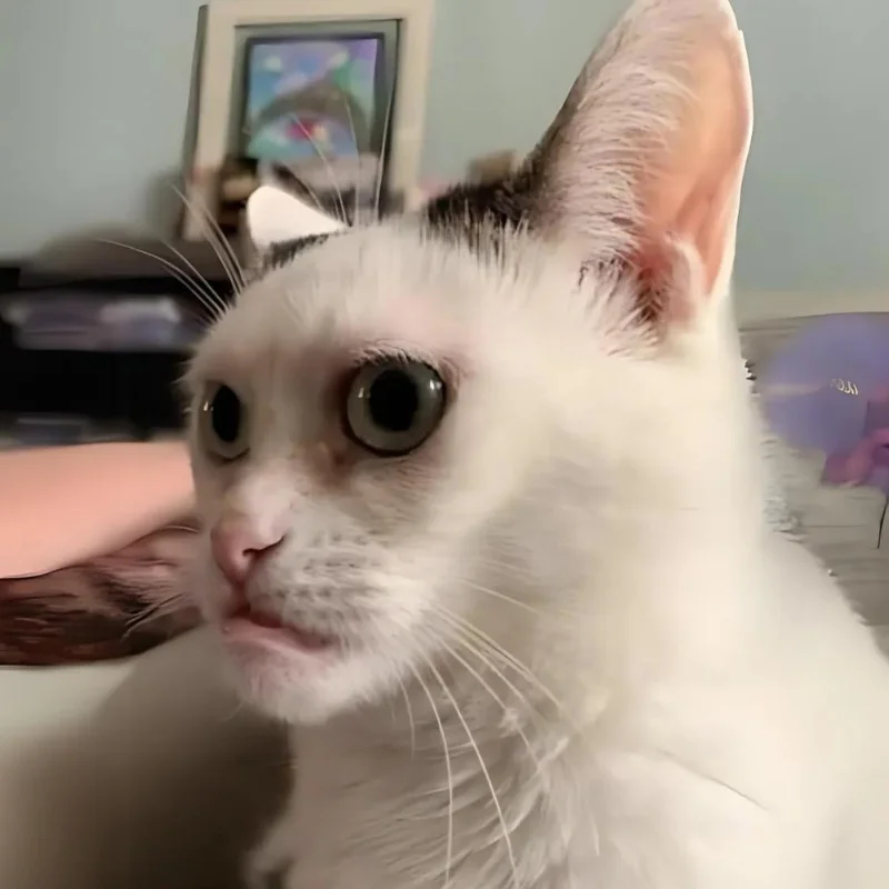 tải ảnh Meme mèo cười nhếch mép giả trân