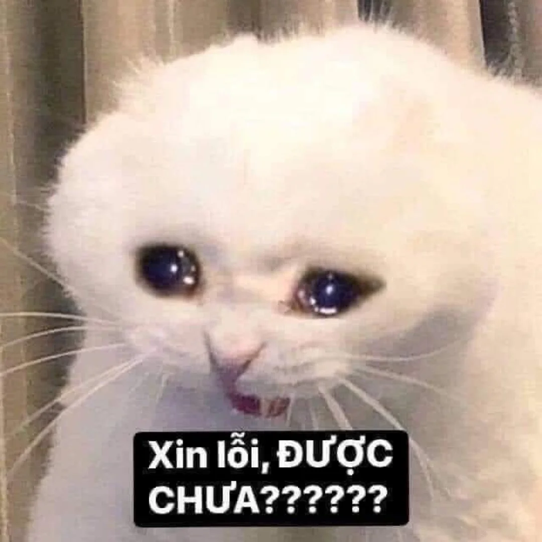 Tổng hợp meme xin lỗi đáng yêu, hài hước nhất